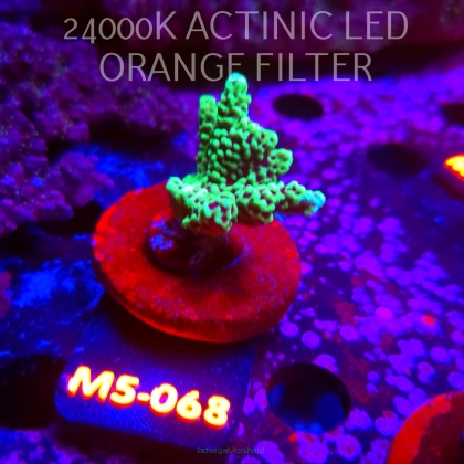 Montipora peltiformis (13.04.2026) M5-068  5cm