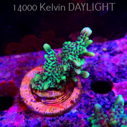 Montipora peltiformis (18.05.2025)  7cm