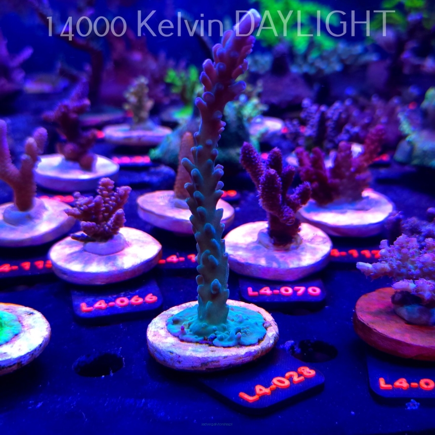 Acropora sp. PREMIUM AUSTRALIA (19.05.2026) L4-028  12cm