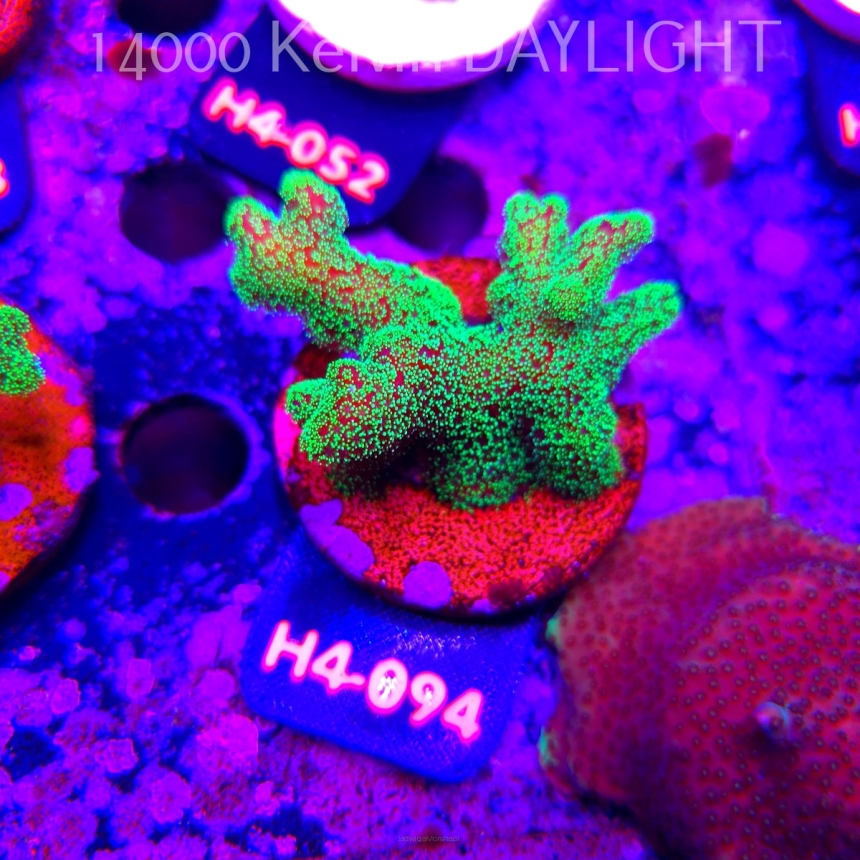 Seriatopora caliendrum (01.06.2026) H4-094  6cm