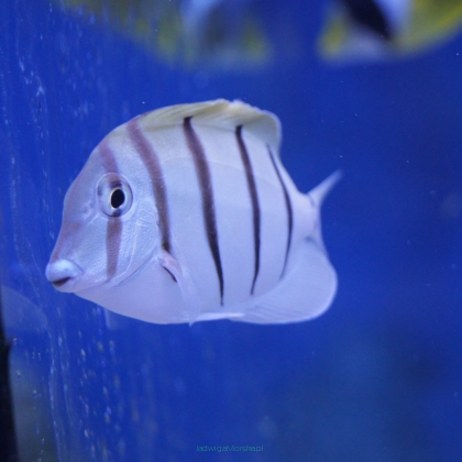 Acanthurus triostegus 5-7cm