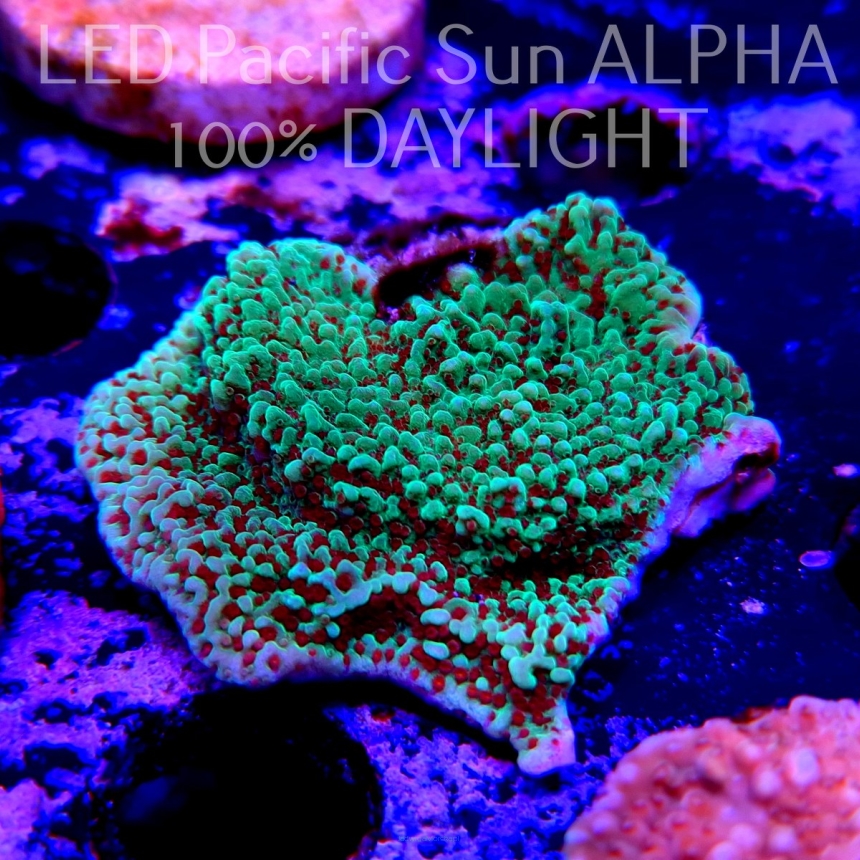 Montipora undata JEDI MIND TRICK RED POLYP (19.03.2023) MM4-II-27  4cm