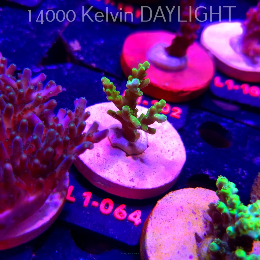 Acropora sp. PREMIUM AUSTRALIA  (03.08.2026) L1-064  4cm