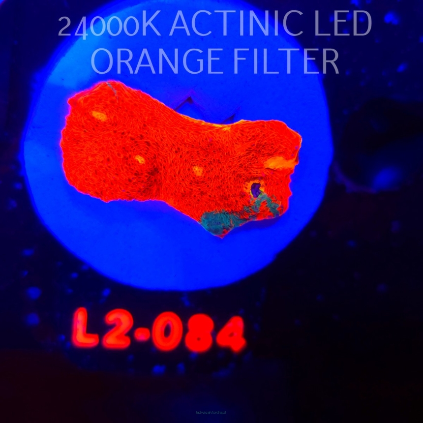  Echinophyllia OG Bugatti Chalice (22.01.2026) L2-084  3.5cm