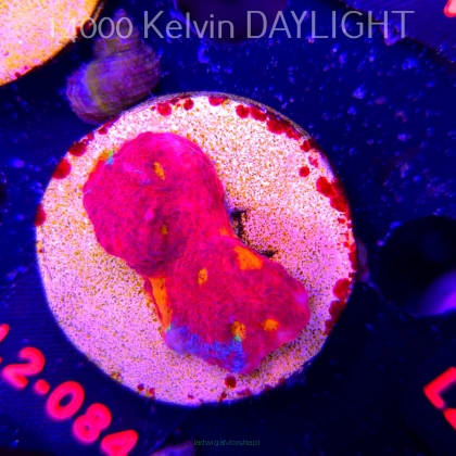  Echinophyllia OG Bugatti Chalice (18.03.2026) L2-084  3.5cm