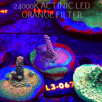 Acropora sp. PREMIUM AUSTRALIA (05.01.2026) L3-067  5cm