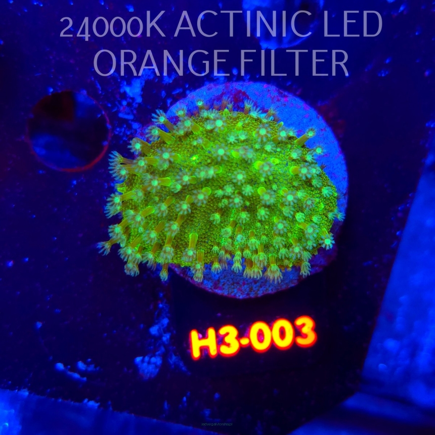 Lobophytum EMERALD WAVE (01.06.2026) H3-003  5cm