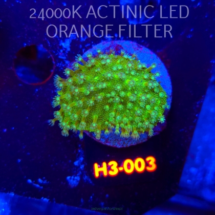 Lobophytum EMERALD WAVE (01.06.2026) H3-003  5cm