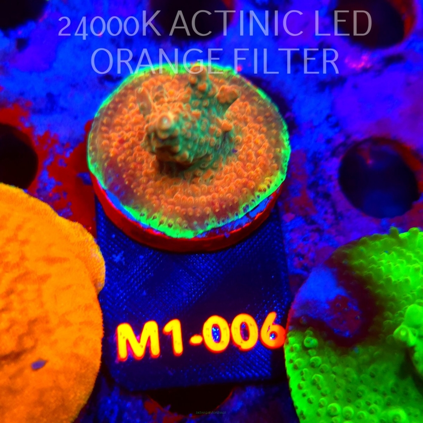 Acropora JMC SPECIAL (12.06.2026) M1-006  3cm