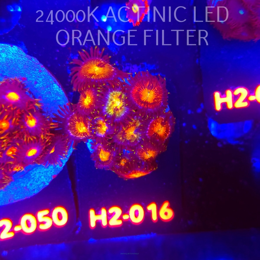 K.O. Zoanthus AUSSIE STARLIGHTS ZOA 20+P
