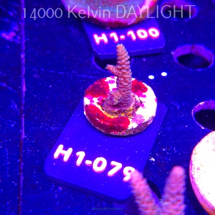 Acropora sp. (24.05.2026) H1-079  3cm
