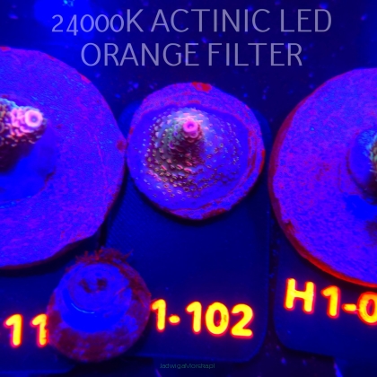 Acropora sp. (04.02.2026) H1-102  2cm