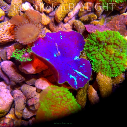 Discosoma BLUE (23.11.2025) 1P