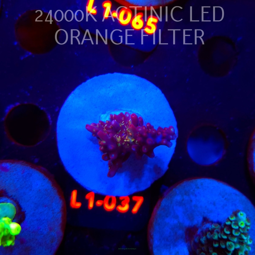 Acropora microclados CHEMICAL ROMANCE (03.08.2026) L1-037  3cm