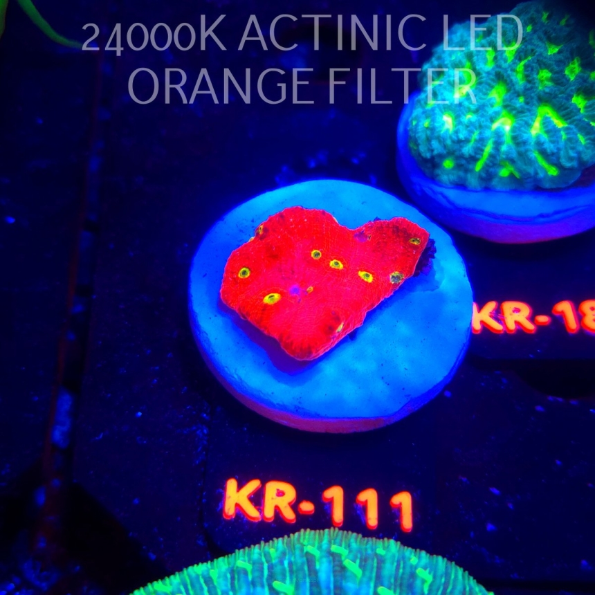 Echinophora taylorae YELLOW EYE (22.01.2026) KR-111  4cm