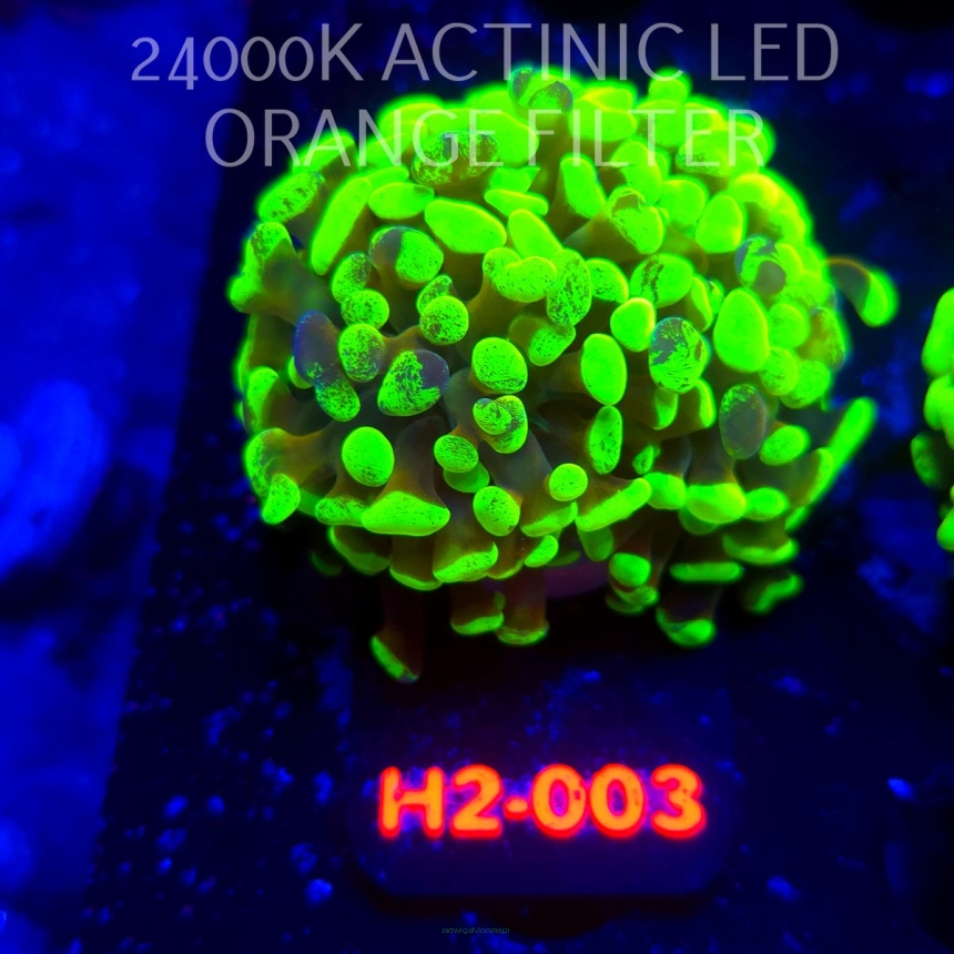 Euphyllia paraancora TWO TONE HOLOGRAM HAMMER (01.12.2025) H2-003