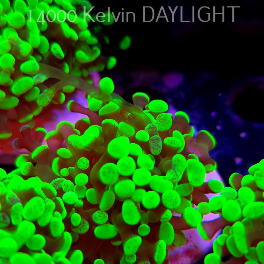 Euphyllia paraancora GREEN HOLOGRAM HAMMER (01.04.2025)