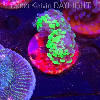 Euphyllia paraancora GRAFTED HAMMER (01.06.2026)  2H