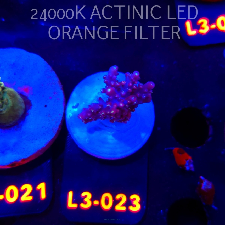 Acropora sp. PREMIUM AUSTRALIA (08.05.2026) L3-023  3cm
