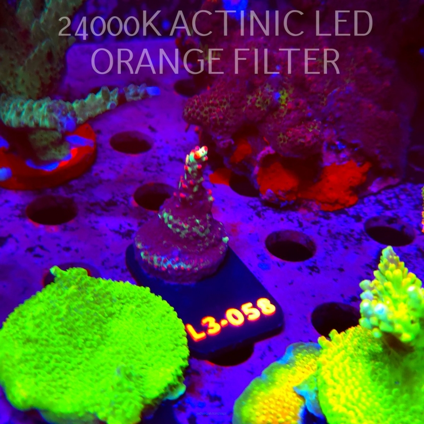 Acropora  sp. PREMIUM AUSTRALIA (05.01.2026) L3-058  3cm