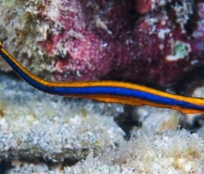 Doryrhamphus excisus 5-6cm