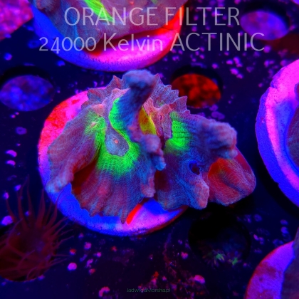Pectinia alcicornis TYE DYE (03.06.2025)  6cm