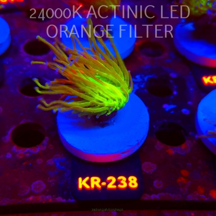 Euphyllia glabrescens TG TOXIC JOKER TORCH (01.09.2026) KR-238