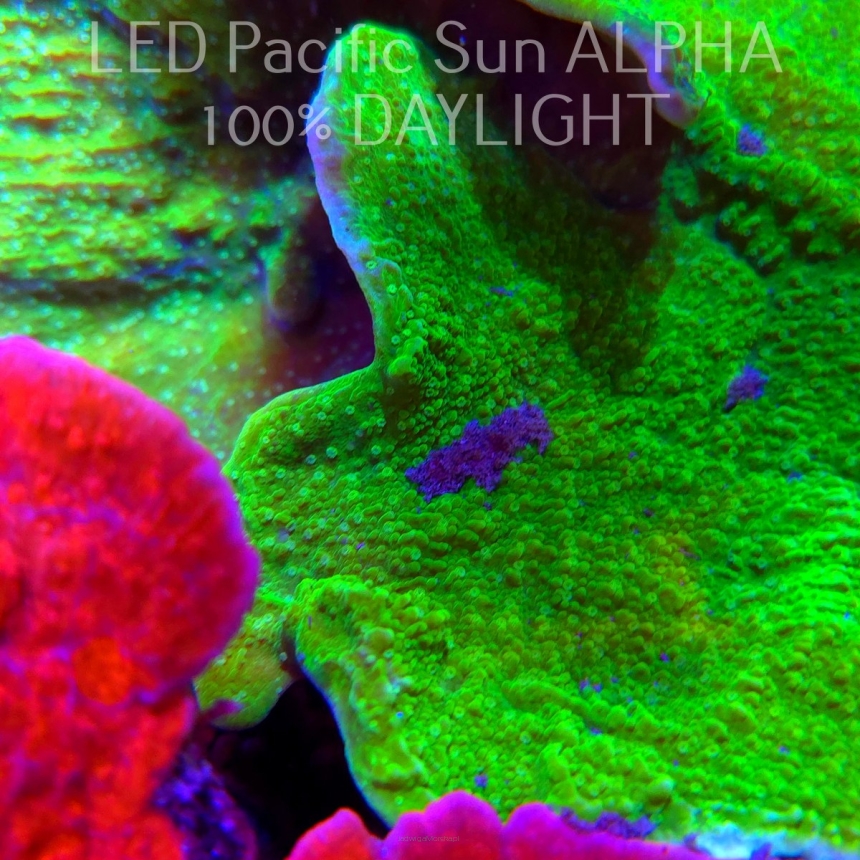 C.D. MONTIPORA CAPRICORNIS GREEN  3-4cm