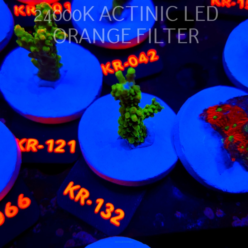 Acropora divaricata JOES MANGO GARDEN (21.04.2026) KR-132  5cm