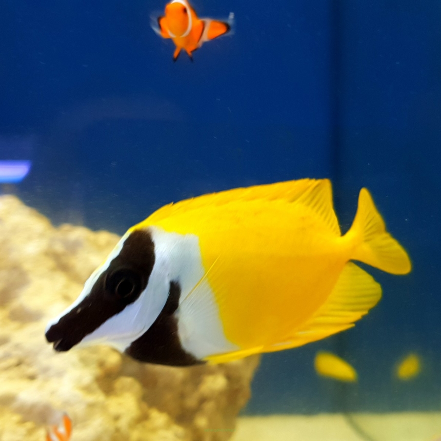 Siganus Lo Vulpinus 8cm (Foxface Rabbitfish)