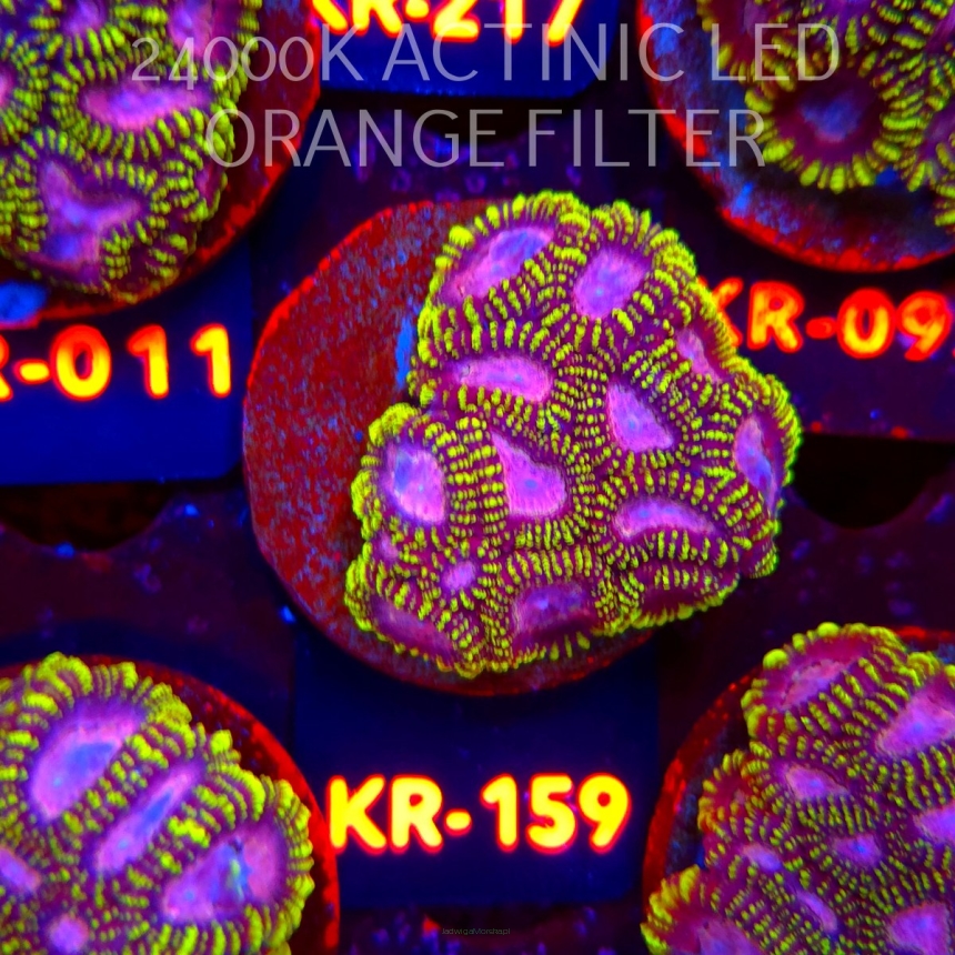 Favia WWC SPACE MONKEY (18.07.2026) KR-159  5cm
