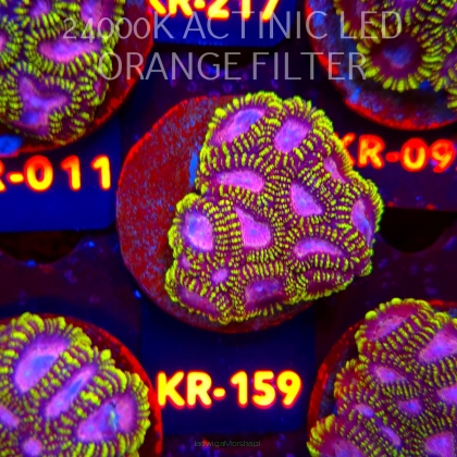 Favia WWC SPACE MONKEY (18.07.2026) KR-159  5cm