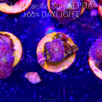Rhodactis WWC LEMON HAZE (23.01.2025)