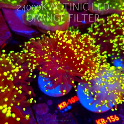 Euphyllia yaeyamaensis YELLOW (04.07.2026) KR-105