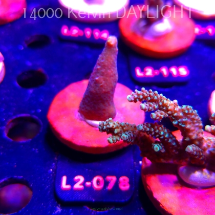 Acropora sp. PREMIUM AUSTRALIA (14.08.2026) L2-078  5cm