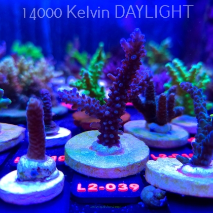 Acropora sp. AUSTRALIA (12.11.2025) L2-039  7cm