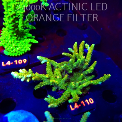 Acropora MILLEPORA SUNSET  (20.05.2026) L4-110  12cm