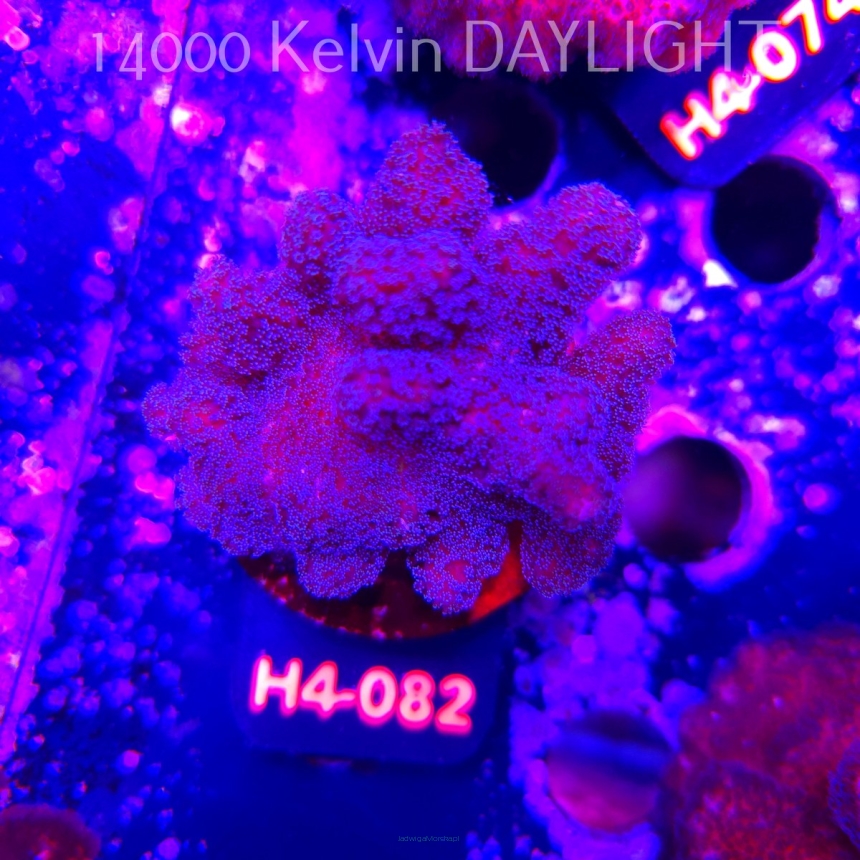 Pocillopora sp. FIJI PINK (01.06.2026) H4-082  6cm