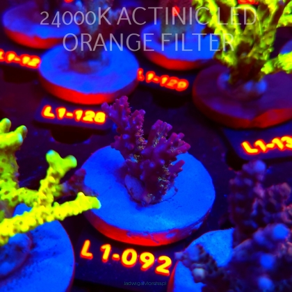 Acropora microclados CHEMICAL ROMANCE (02.08.2026) L1-092  3cm
