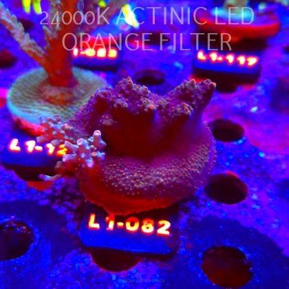 Acropora sp. AUSTRALIA  (16.03.2026) L1-082  6cm