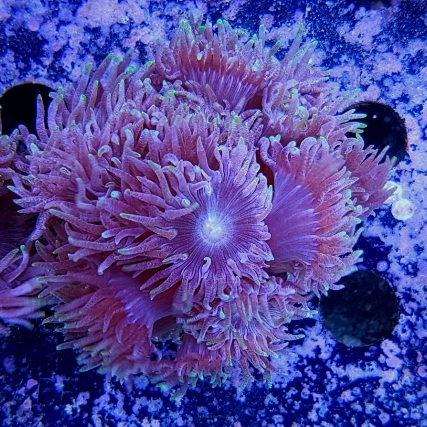 Duncanopsammia axifuga