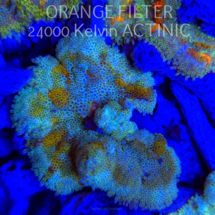 Stichodactyla TAPETUM Mini-Maxi Carpet Anemone RAINBOW (01.06.2025)  6cm