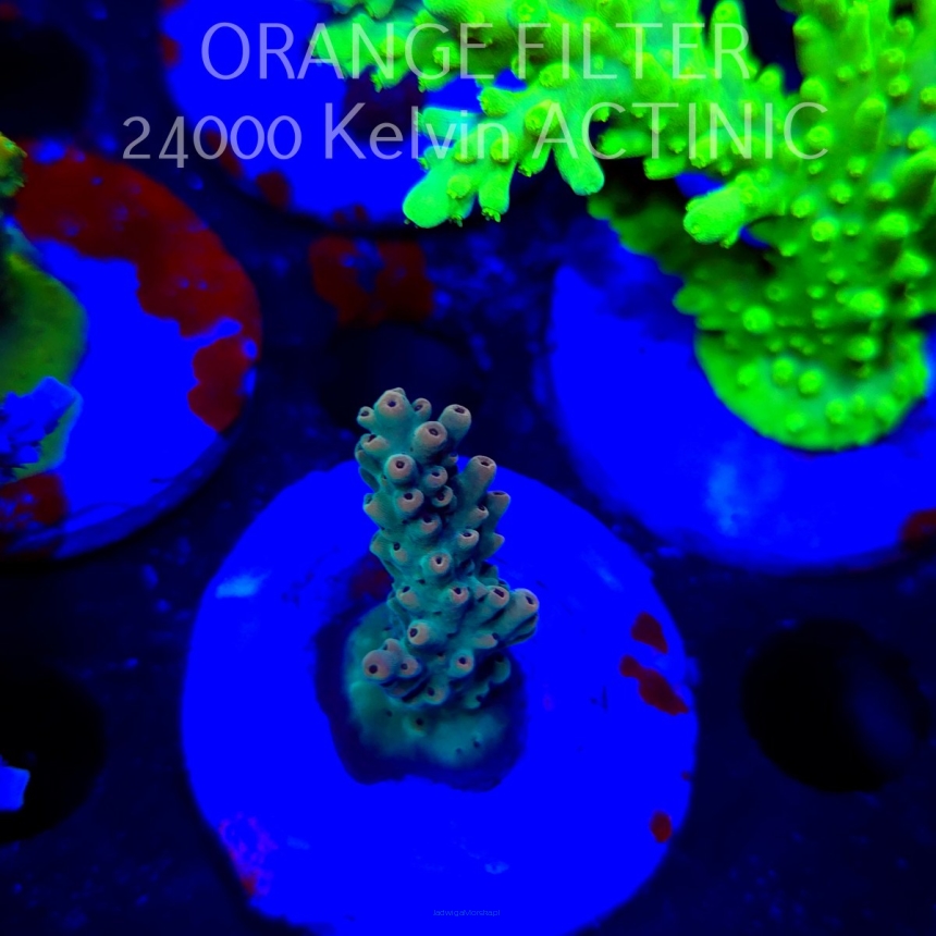 Acropora Jason Fox's Fox Flame Acro (19.06.2025) L3-III-25  5cm