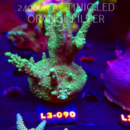 Acropora sp. AUSTRALIA (09.05.2026) L3-090  8cm