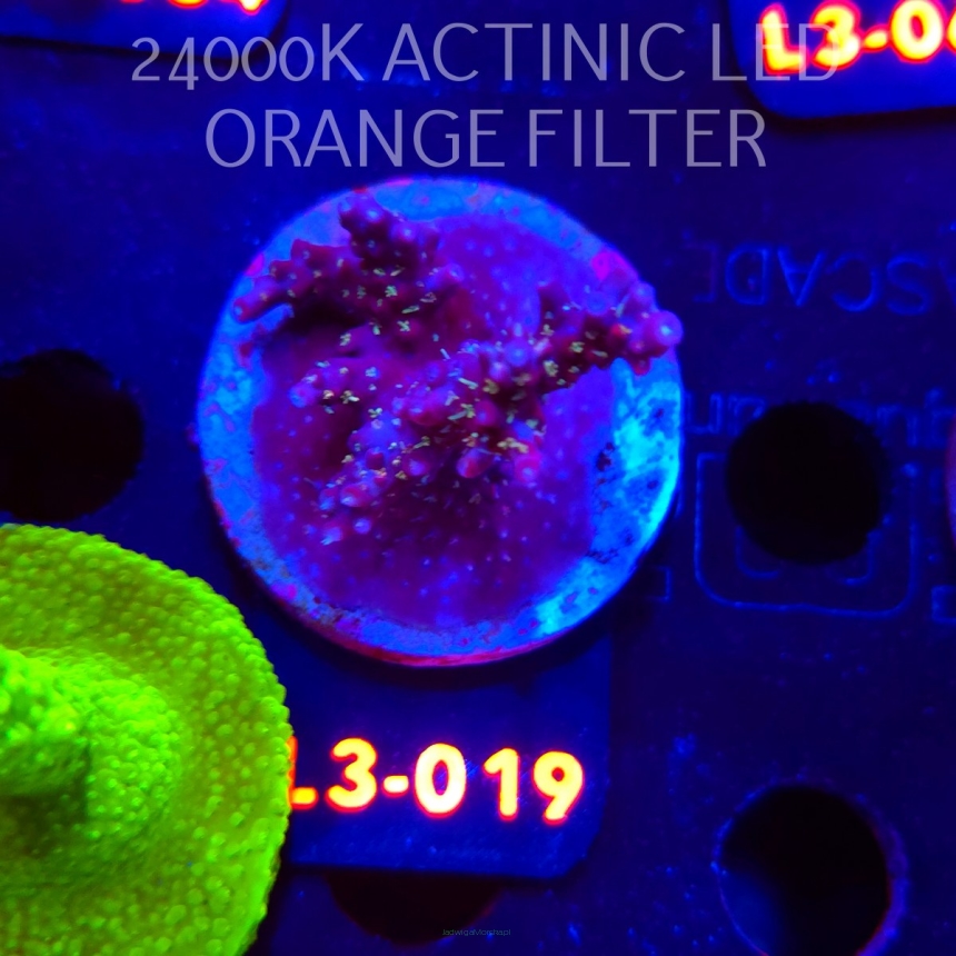 Acropora sp. PREMIUM AUSTRALIA (08.05.2026) L3-019  5cm