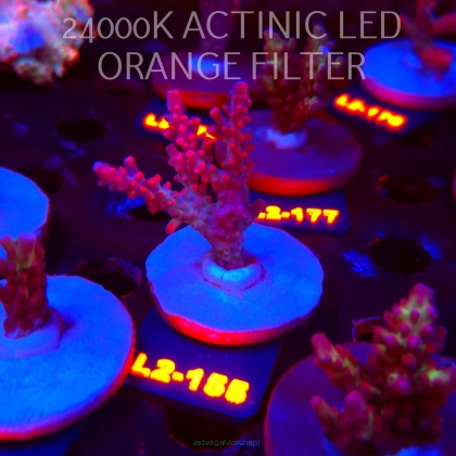Acropora CEREALIS RED (14.08.2026) L2-155  6cm