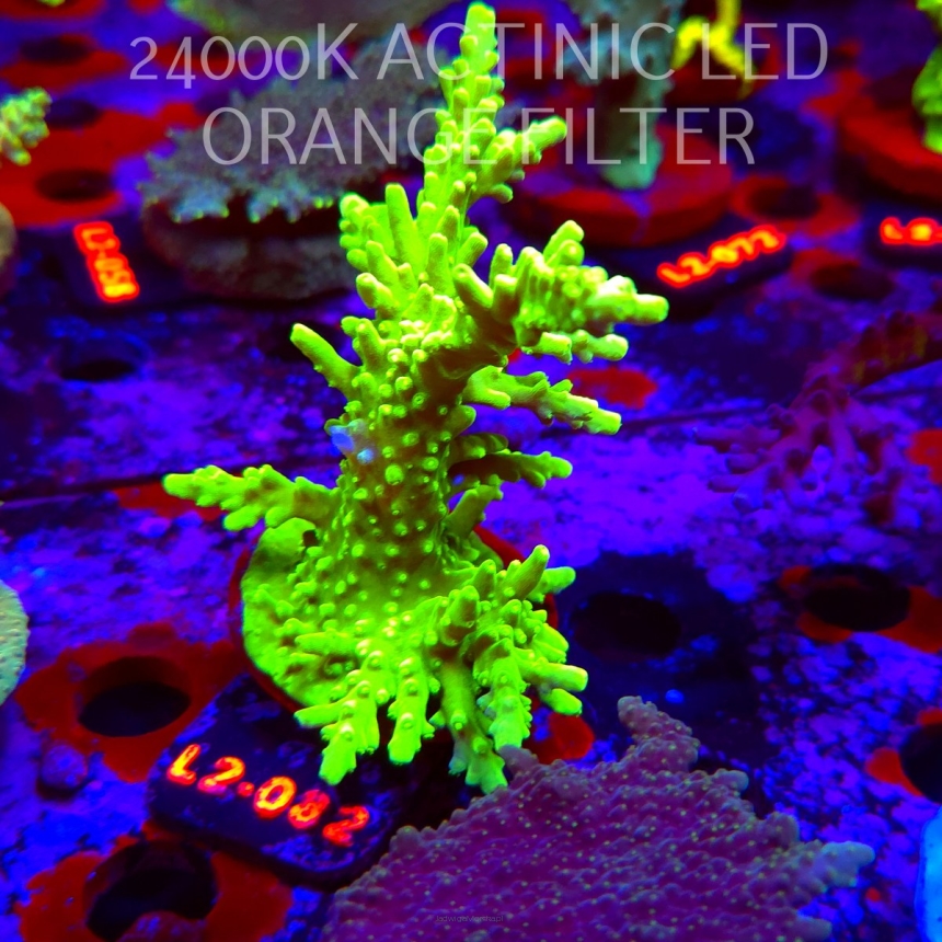 Acropora AUSTERA BANANA (18.03.2026) L2-082  13cm