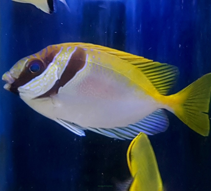 Siganus virgatus rozmiar 7-8 cm (Double-Barred Rabbitfish)