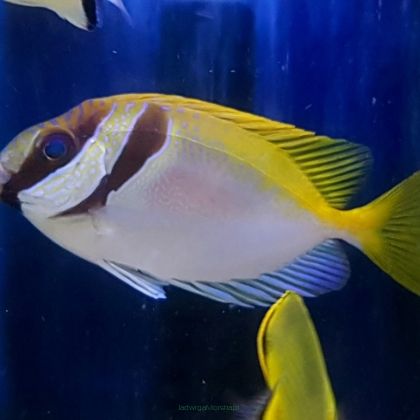 Siganus virgatus rozmiar 7-8 cm (Double-Barred Rabbitfish)