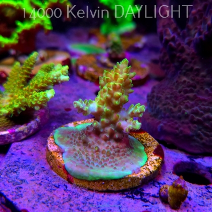 Acropora sp. (24.05.2025) L2-III-17  5cm